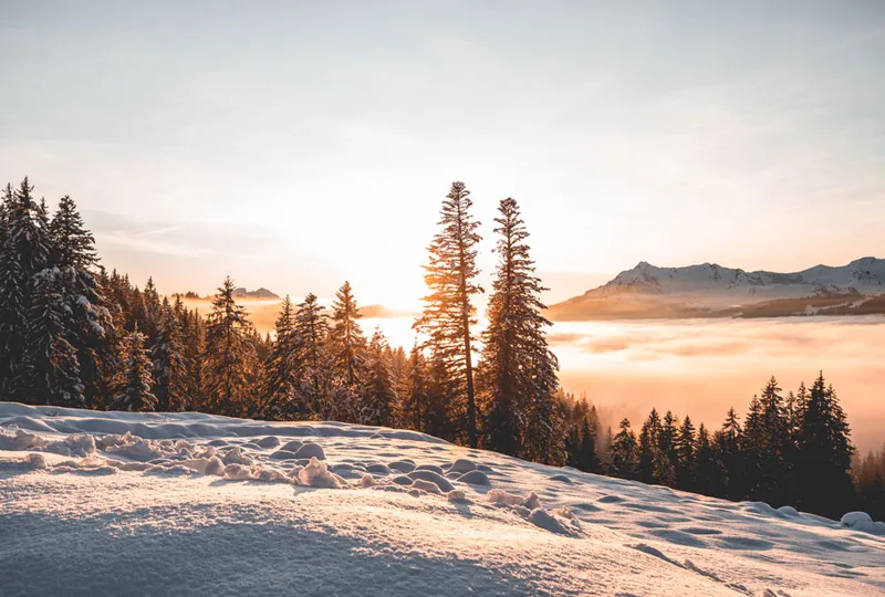 The sun (out of shot) casts an orange glow over clouds and snow.  Two tall pine trees sit in centre of shot