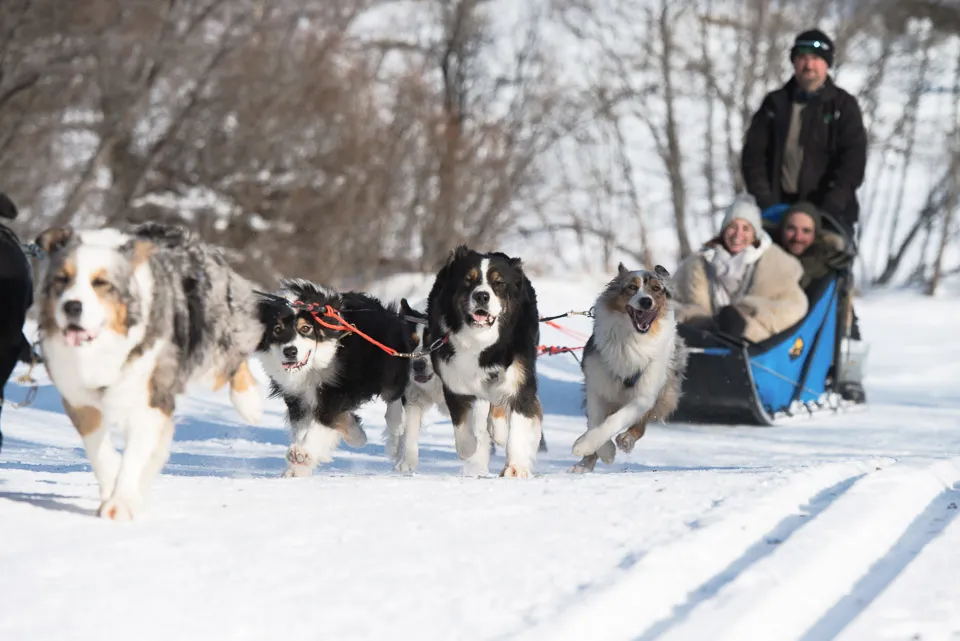 Huskies