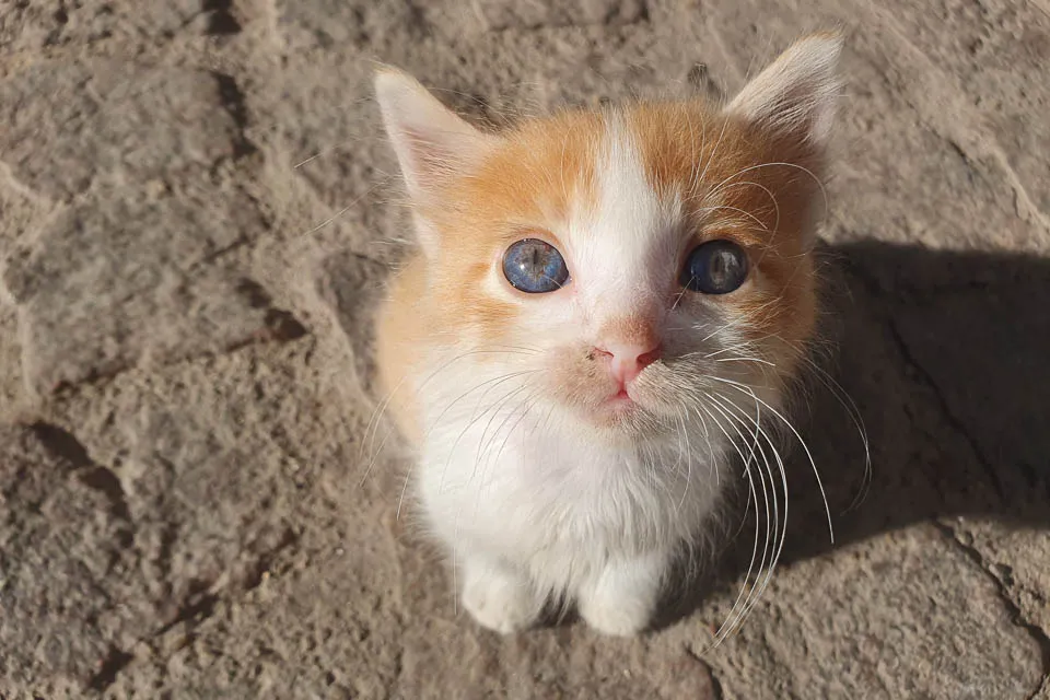 Kitten waits