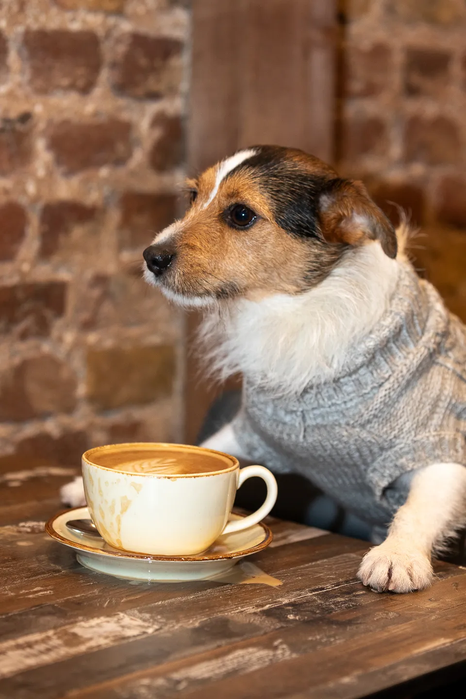 Scrappy at the cafe